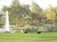Gazebos, Umbrellas & Tropical Cabins - Thatch