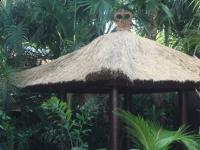 Gazebos, Umbrellas & Tropical Cabins - Thatch